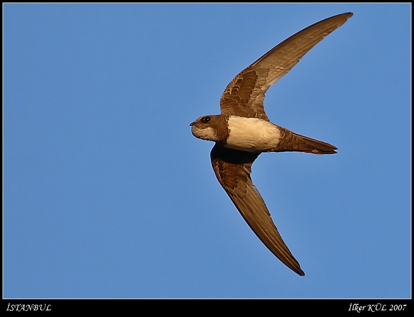 Alpine Swift