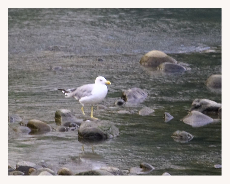 Caspian Gull