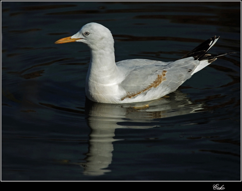 Slender-billed Gull