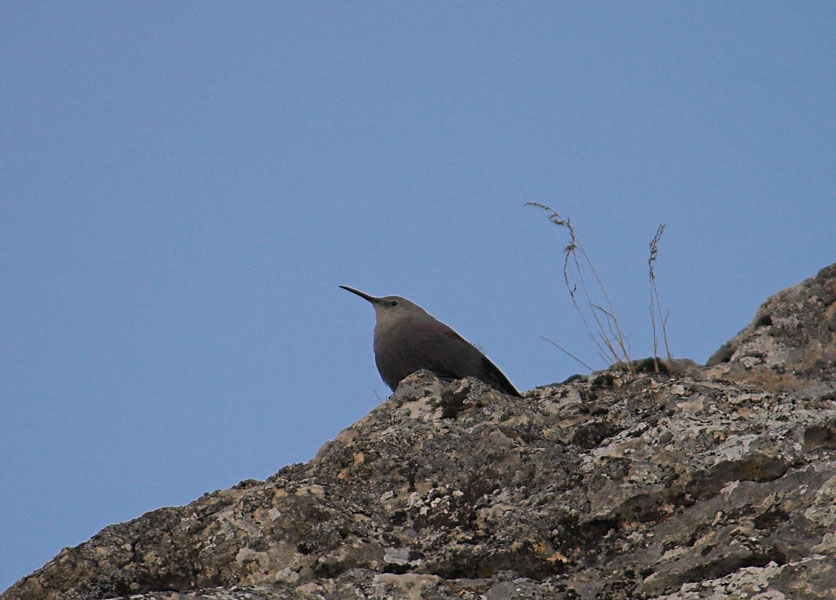 Wallcreeper