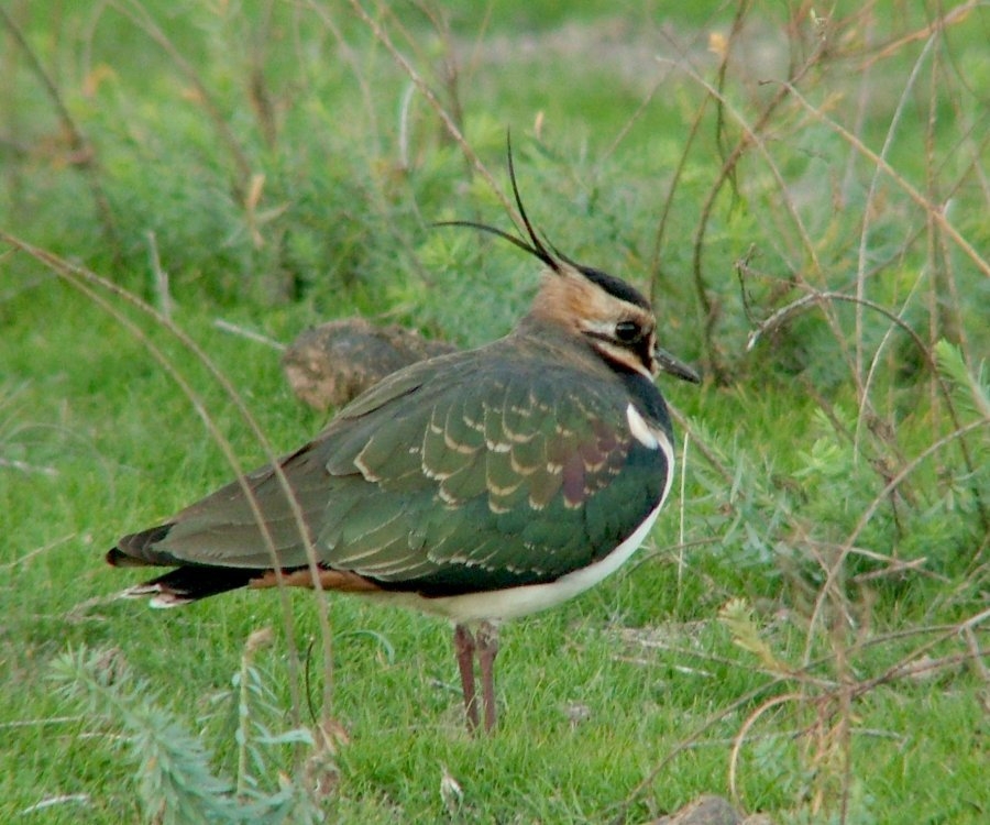 Northern Lapwing