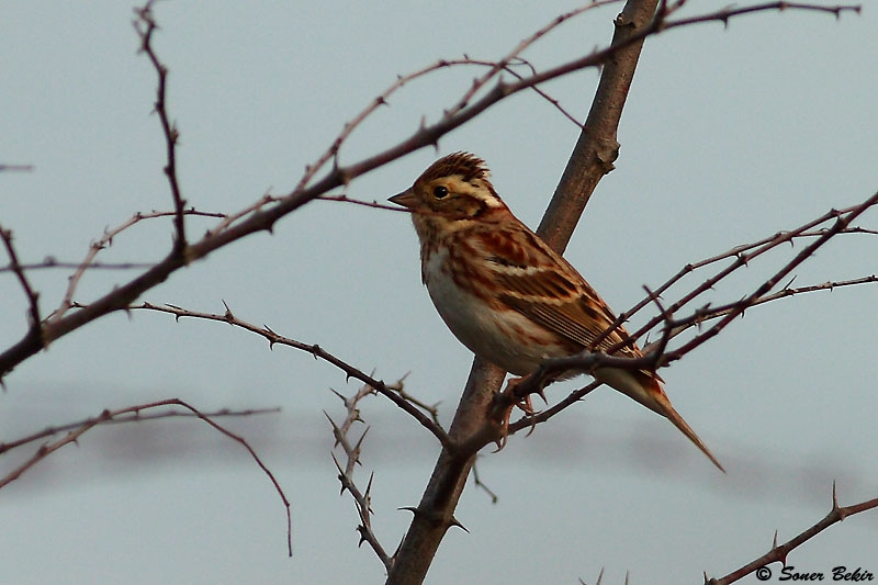 Rustic Bunting