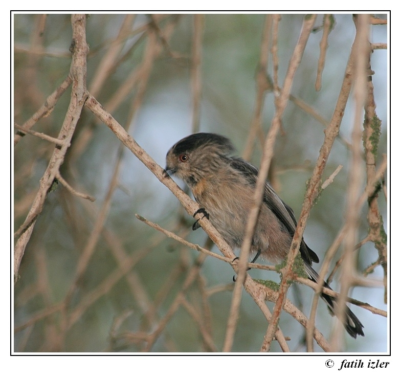 Long-tailed Tit