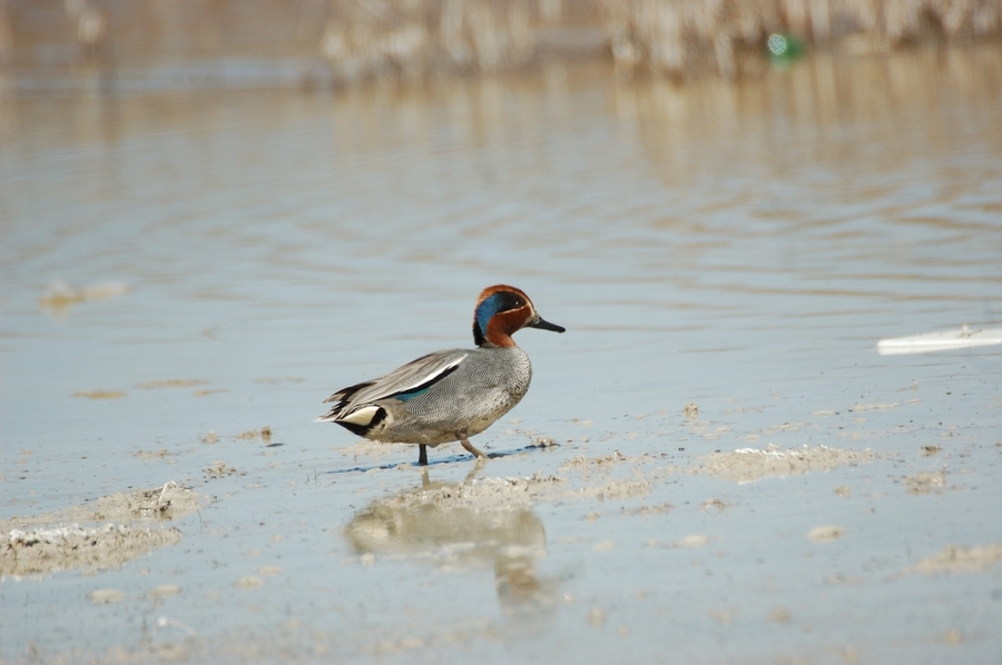 Eurasian Teal