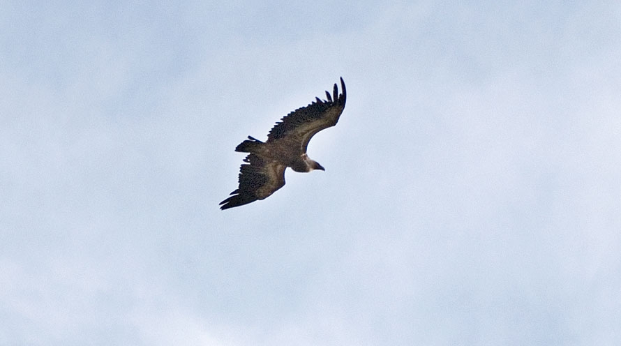 Griffon Vulture
