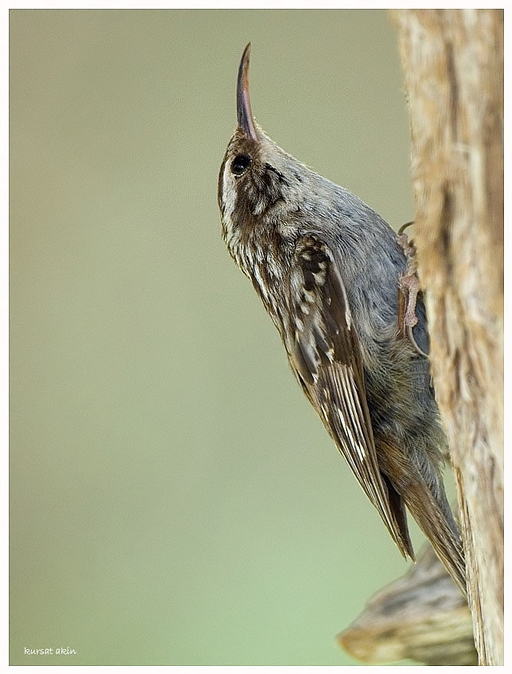 Short-toed Treecreeper