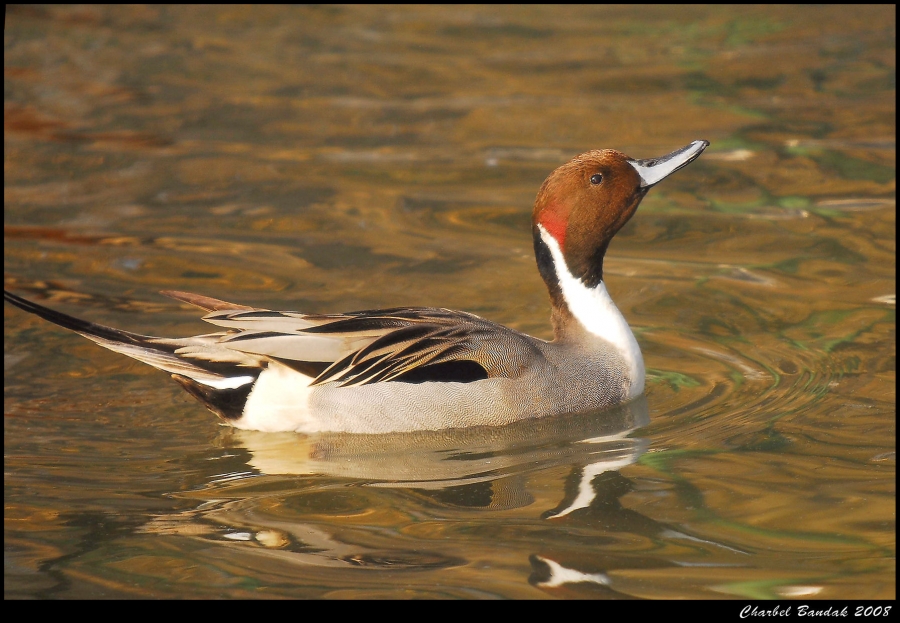 Northern Pintail