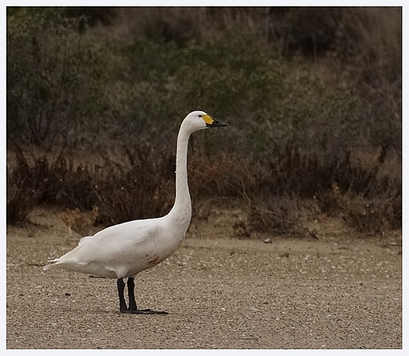 Tundra Swan