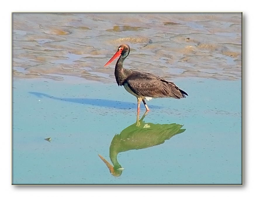 Black Stork