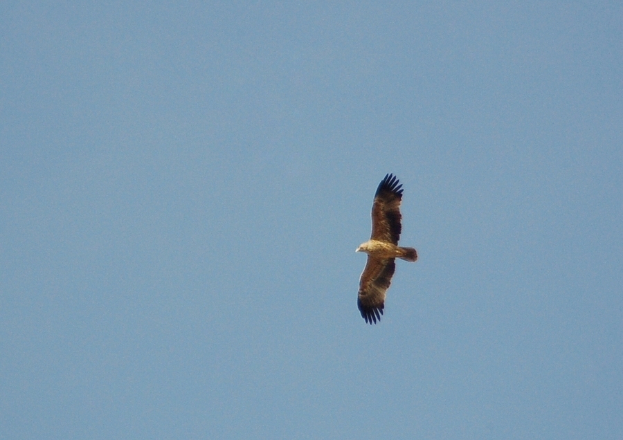 Eastern Imperial Eagle
