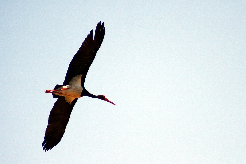 Black Stork