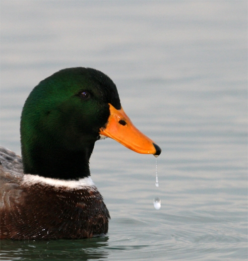 Mallard