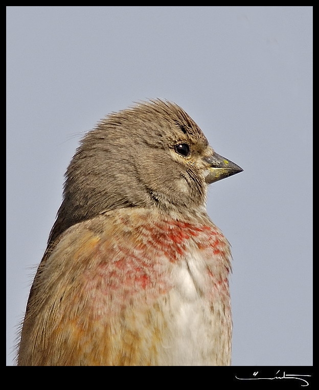 Common Linnet