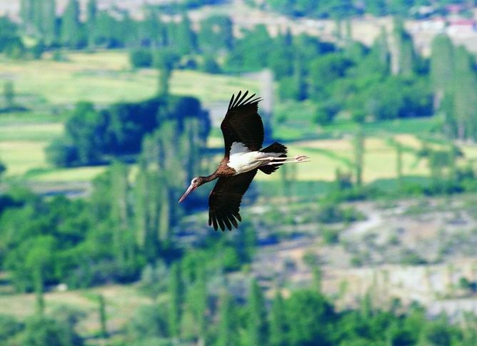Black Stork