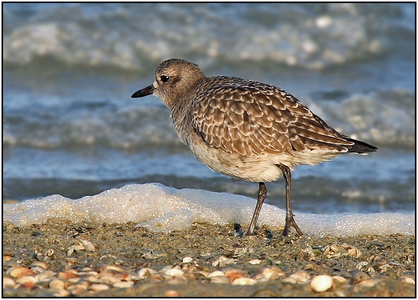 Grey Plover