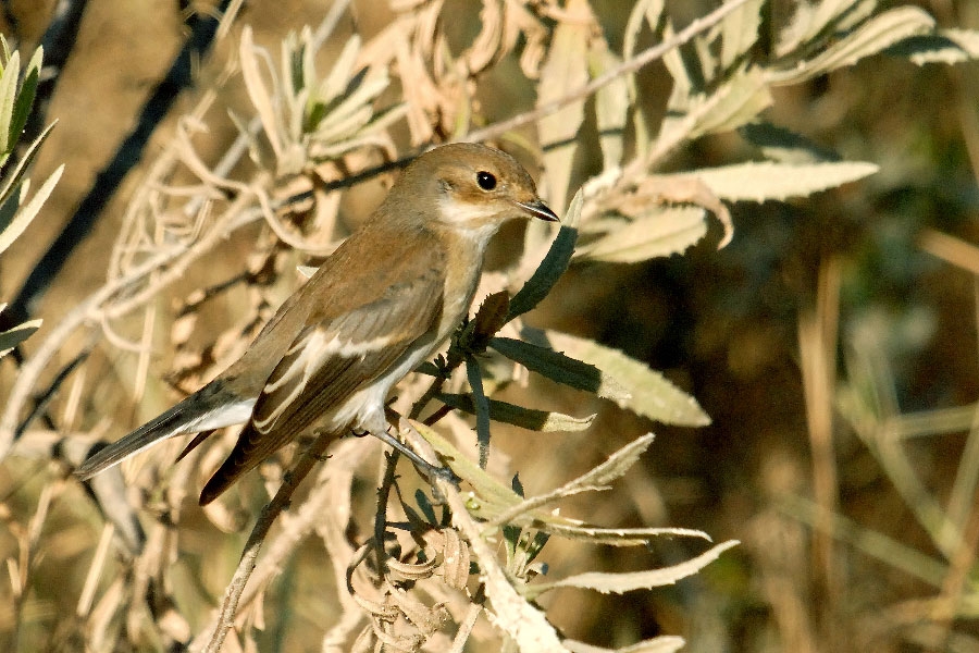 European Pied Flycatcher