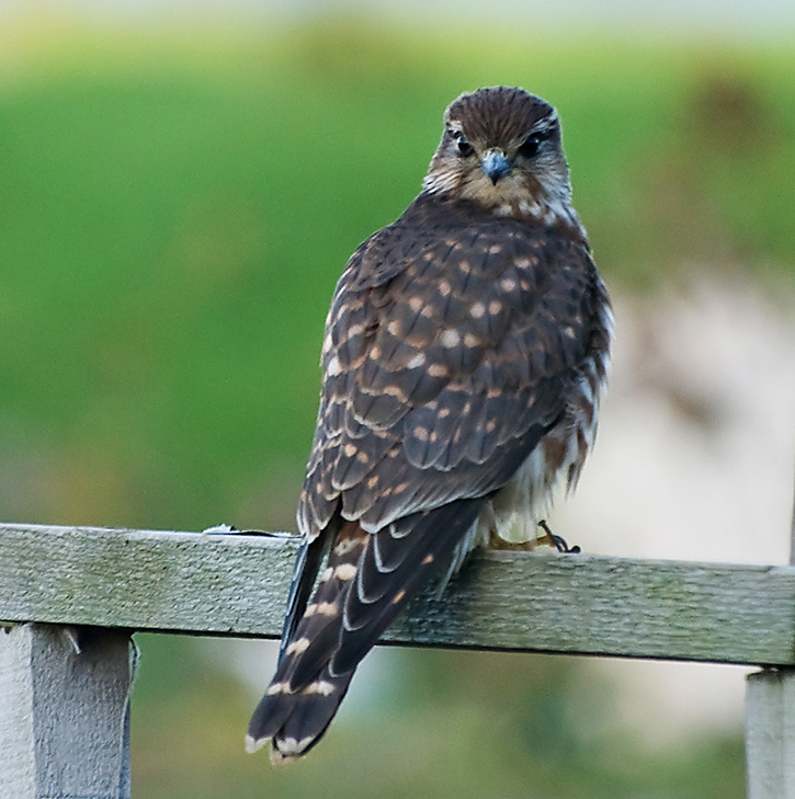 Merlin