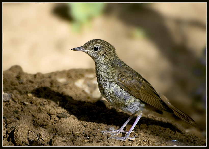 Common Nightingale