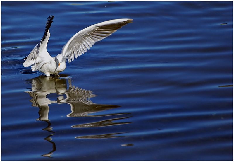 Slender-billed Gull