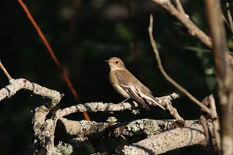 European Pied Flycatcher