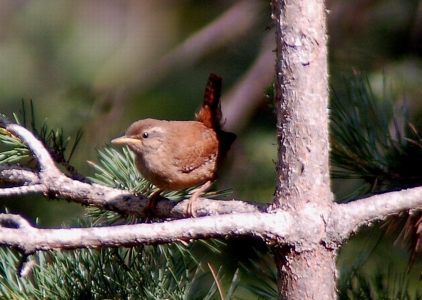 Eurasian Wren