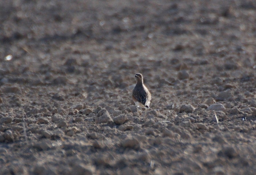 Eurasian Dotterel