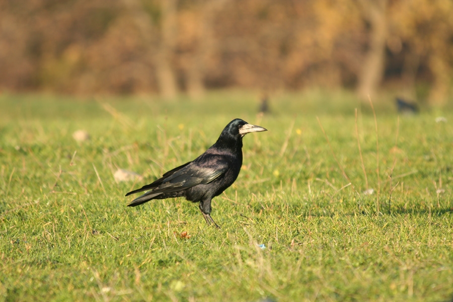 Rook