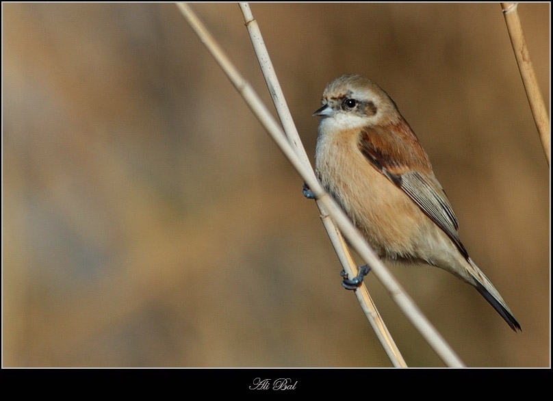 Eurasian Penduline Tit
