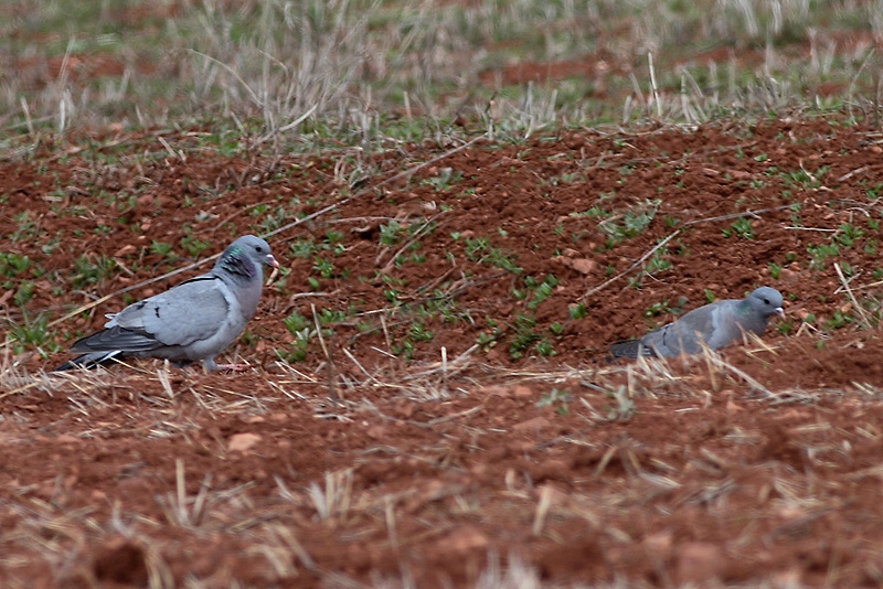 Stock Dove
