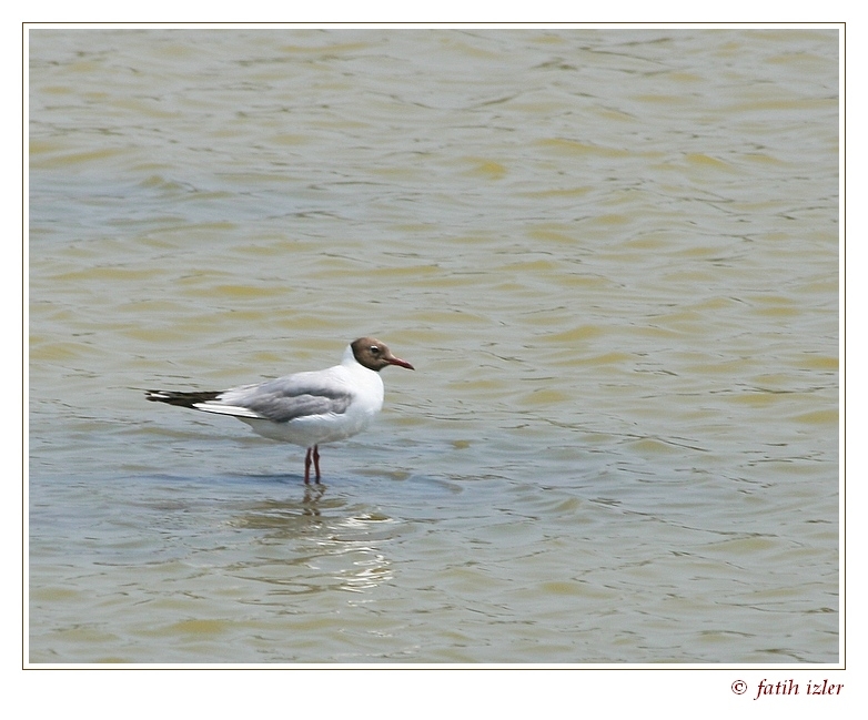 Black-headed Gull