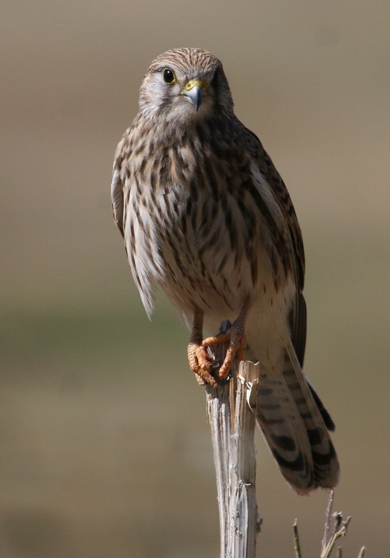 Common Kestrel