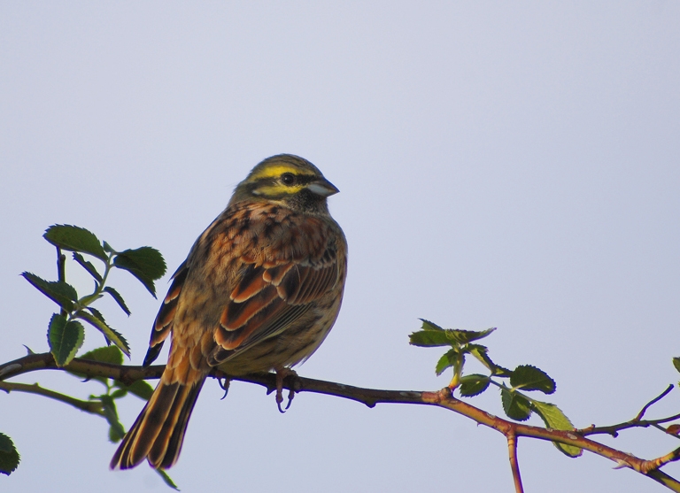 Cirl Bunting