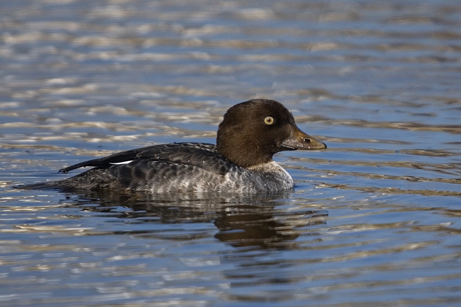 Common Goldeneye