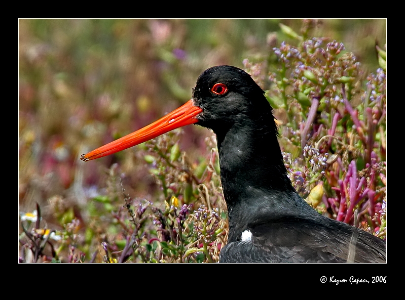 Eurasian Oystercatcher