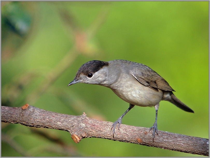 Eurasian Blackcap