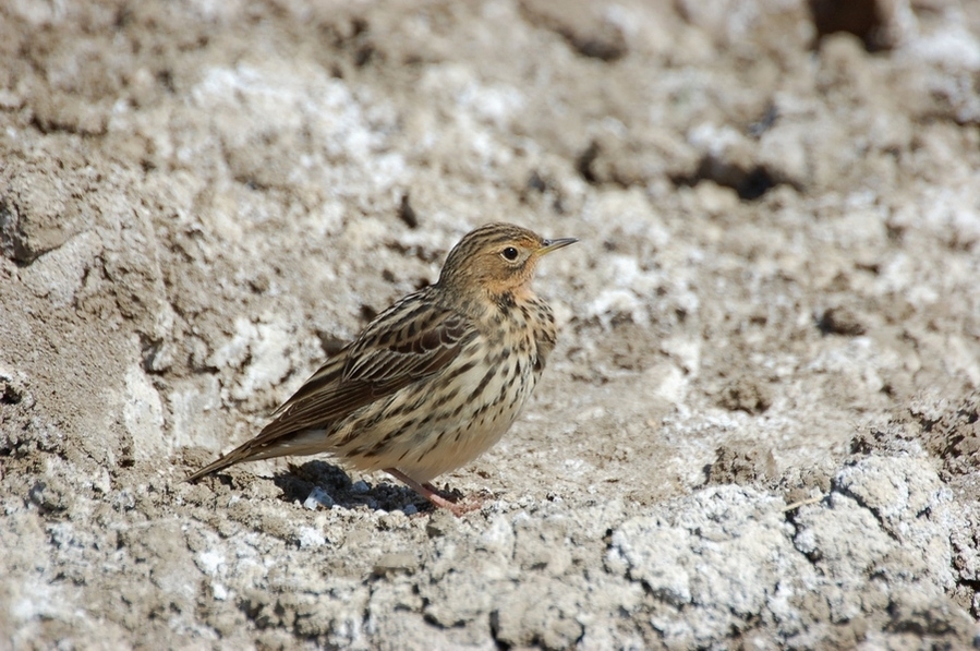 Red-throated Pipit