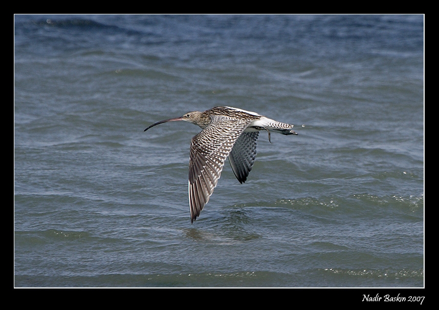 Eurasian Curlew