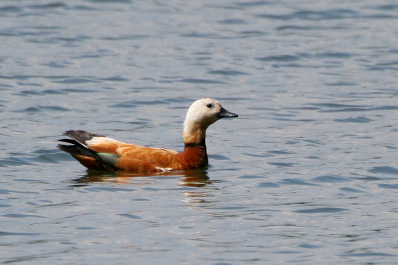 Ruddy Shelduck