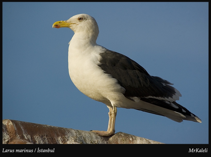 Great Black-backed Gull
