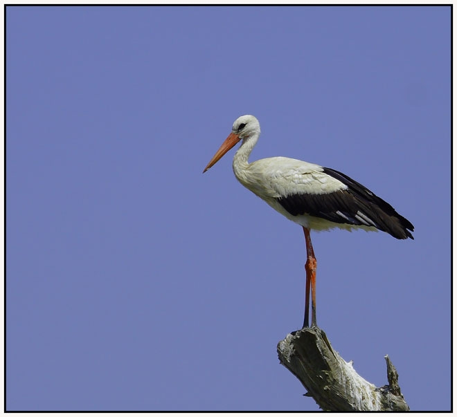 White Stork