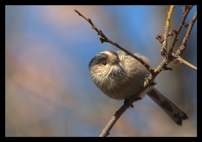 Long-tailed Tit