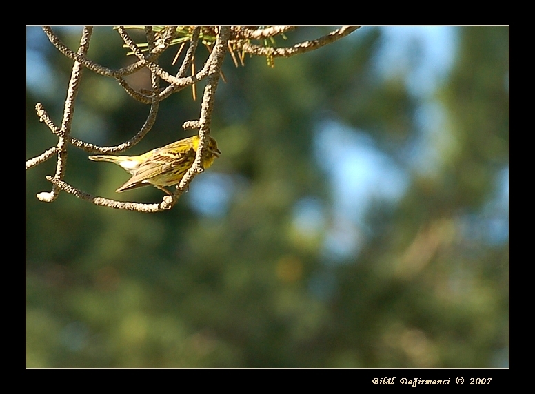 European Serin