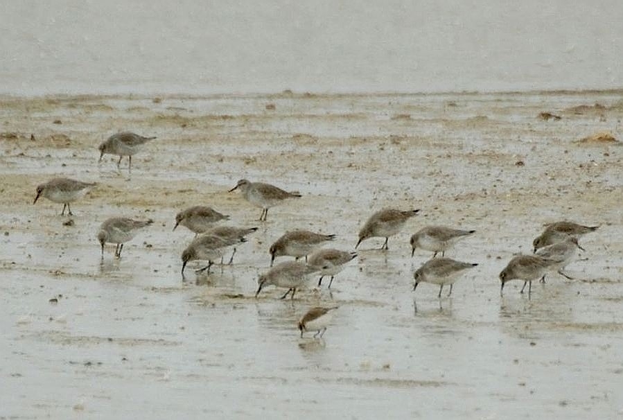 Red Knot