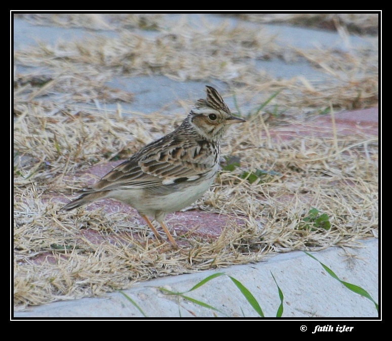 Woodlark