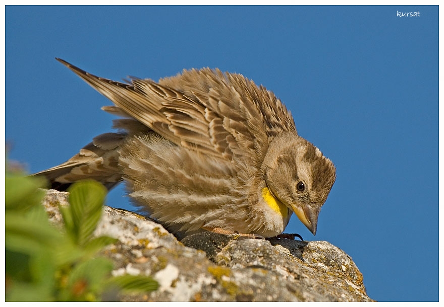 Rock Sparrow