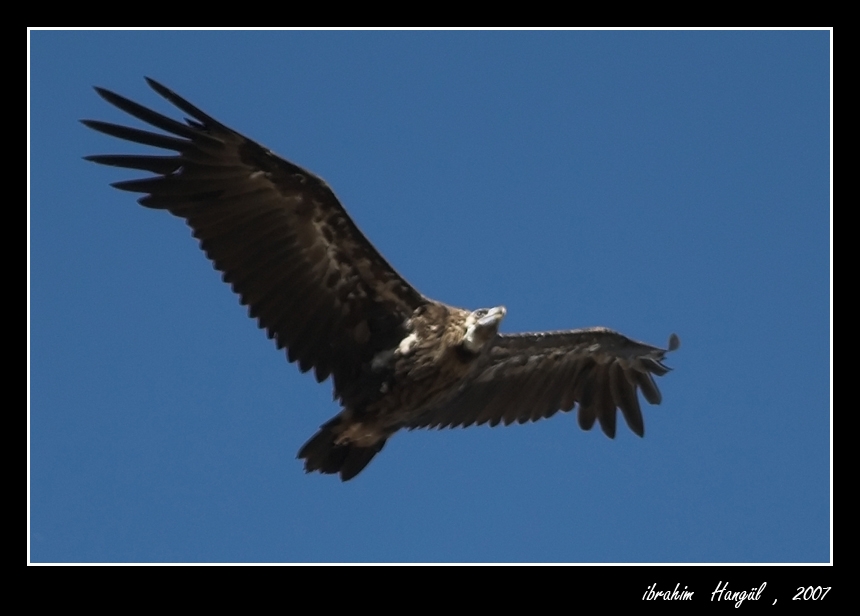 Cinereous Vulture