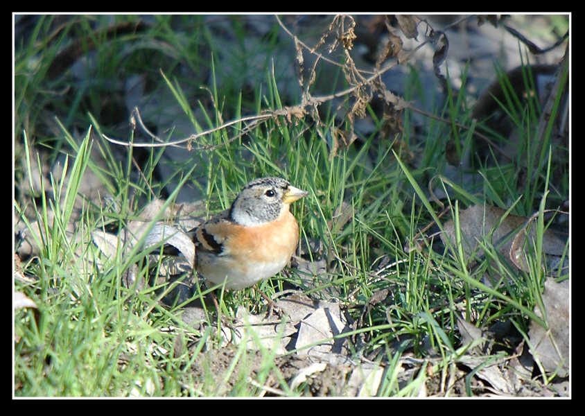 Brambling