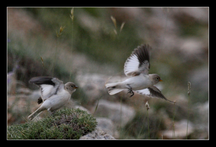 White-winged Snowfinch
