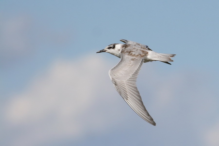 Whiskered Tern