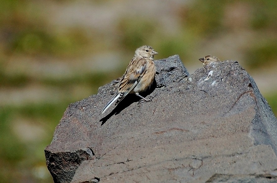 Common Linnet